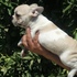 Oferta bulldog frances magnificos 