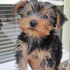 Hermosos cachorros Yorkie para adopción  