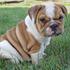 Adorável Bulldog Inglês cachorros para adopção