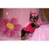 Gratuito Yorkshire Terrier (bella)