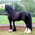 el vientre es un Vanner gitana caballo castrado bien entrenados par