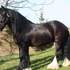 super Vanner gitana caballo para el realojamiento.