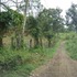 guayabo de moras