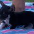 Chihuahua cachorros para novas casas