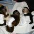 baby ca baby capuchinho macacos para adopção