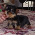  Natal Yorkshire terrier cachorro