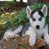 cachorrinhos husky siberiano bela disponíveis para o Natal