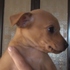 Pinscher