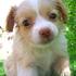 chihuahua cachorros para uma boa casa