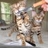Dois Lindos Gatinhos Bengala Por 300 euros!