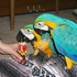 par arara azul e ouro 