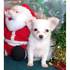 Bela mulher de cabelos compridos cachorro chihuahua para o Natal