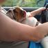 Natal Bulldog Inglês  Filhotes, Adoção, Animais, Venda.