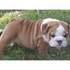 Bulldogs Francés e Inglés a vender