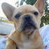 Vende Bulldogs Francés e Inglés 
