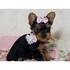 Yorkie cute adorável cachorrinho para adopção x de massa