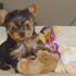Yorkshire Terrier Cachorros Para Adopcion