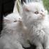 white persians available