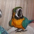 arara azul bonito e ouro para adopção presente de ano novo