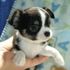 Um filhote de cachorro chihuahua precisa de uma nova casa