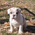 Bulldog cachorrinho para Dia dos Namorados.