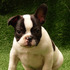 saudáveis do sexo masculino e feminino cachorro buldogue francês pa