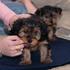 Mini Toy Yorkshire Terrier cachorros para adopção