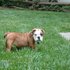  adorable Inglés toro perro necesita aleta cachorro de un buen hogar