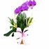 Belo Horizonte Contagem, Nova Lima,Sabará arranjos cestas coroas de flores Floricultura Flora Flores - Serviços especializados - Belo Horizonte - Minas Gerais