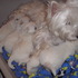 westies highland white terrier