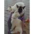 adoptar nuestros cachorros Akita