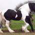 Gypsy Vanner Cavalos Para Cavalo Amantes 