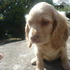 SE VENDEN CACHORROS COCKER SPANIEL