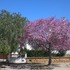 Apartamento en venta en cala dor