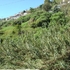 Terreno para Venda em Santo António, Funchal, Ilha da Madeira - 9064