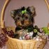 Yorkshire Terrier para adoção‏
