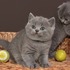Curto, encorpado organismo britânico gatinhos Shorthair
