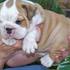 Concurso filhotes Bulldog Inglês para adoção