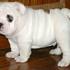 Inglês Bulldog para adopção