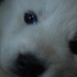 Cachorros Husky Blancos
