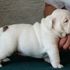 # BULLDOG INGLES BONITAS. NUEVO # BULLDOG INGLES BONITAS. NUEVOkkkkkkkkkkkk