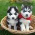 Adoráveis ​​filhotes Husky Siberiano