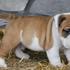 Inglês bulldog cachorrinhos pequeninos