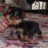 Filhotes de yorkshire terrier para adoção