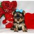 yorkshire terrier pretos