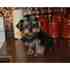 yorkshire terrier ninhada