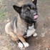 Akita Americano Cachorros
