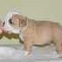 bonito masculino e feminino Inglês bulldog filhotes para adoção