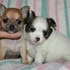 Dois filhotes de cachorro chihuahua para adoção livre