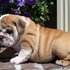 potty treinados Inglês bulldog filhotes